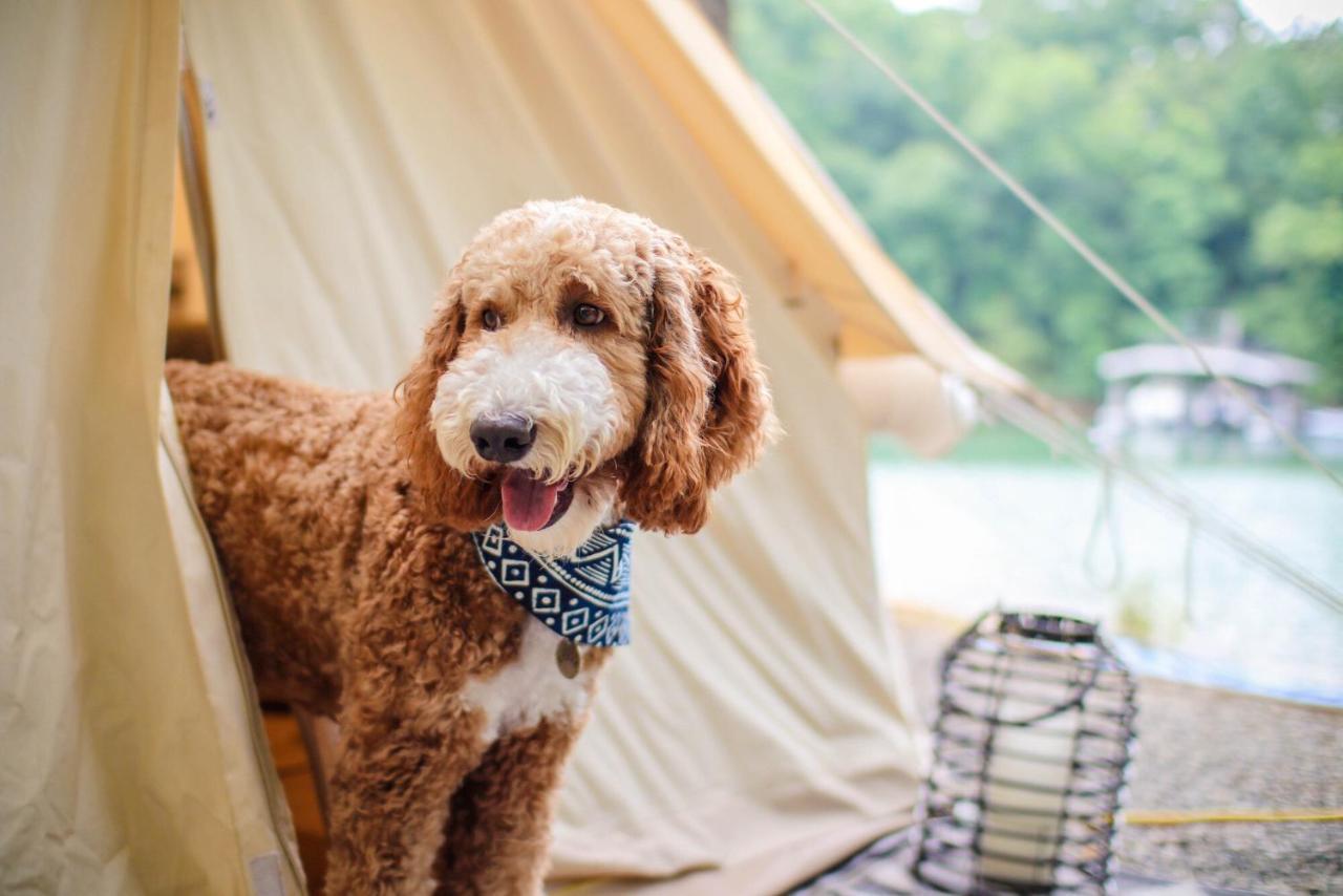 Timberline Glamping At Unicoi State Park Hotel Helen Exterior foto
